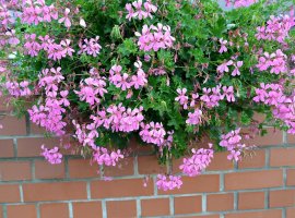 Pelargonija viseća - Pelargonium x peltatum
