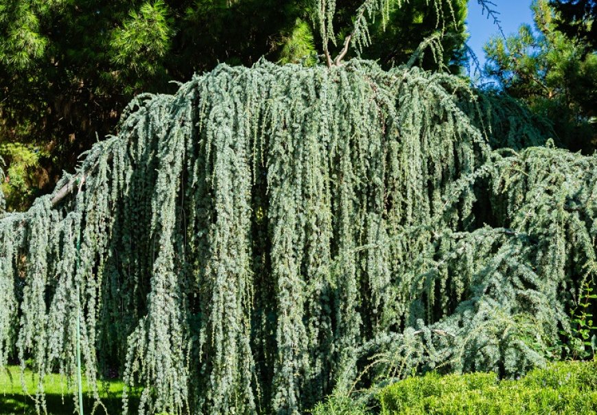 Atlanski cedar - Cedrus atlantica