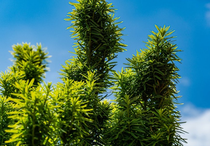 Irish Yew  - Taxus baccata 'Fastigiata'