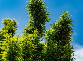 Tisa stupasta - Taxus baccata 'Fastigiata'