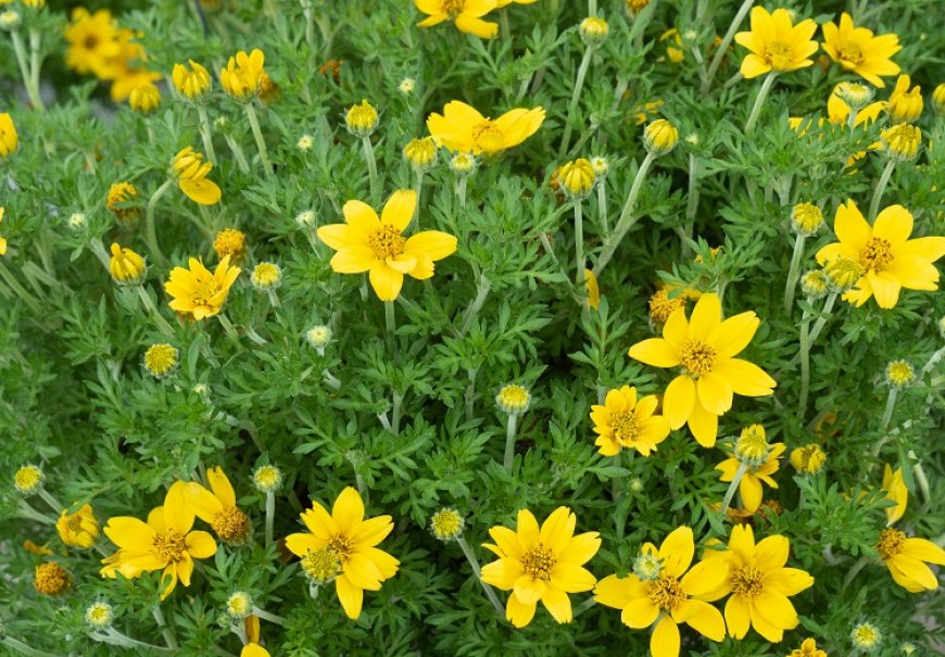 Bidens - Bidens ferulifolia