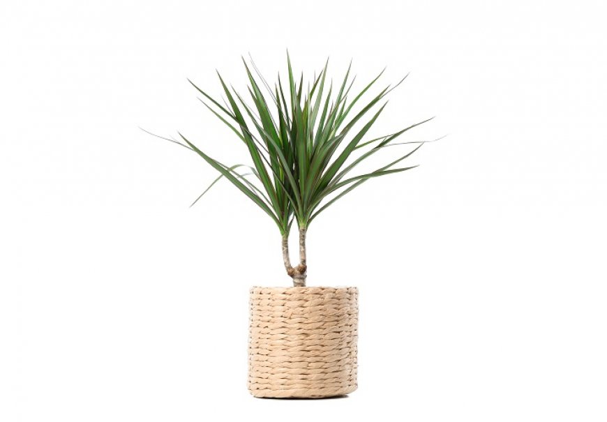 Obrubljeni zmajevac - Dracaena marginata