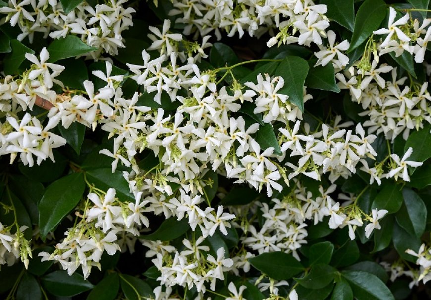 Zimzeleni jasmin - Rhynchospermum jasminoides