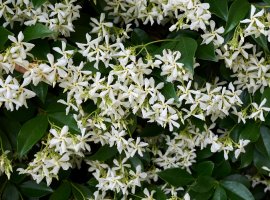 Zimzeleni jasmin - Rhynchospermum jasminoides
