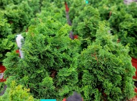 Japanese Cypress - Chamaecyparis obtusa 'Nana Gracilis'