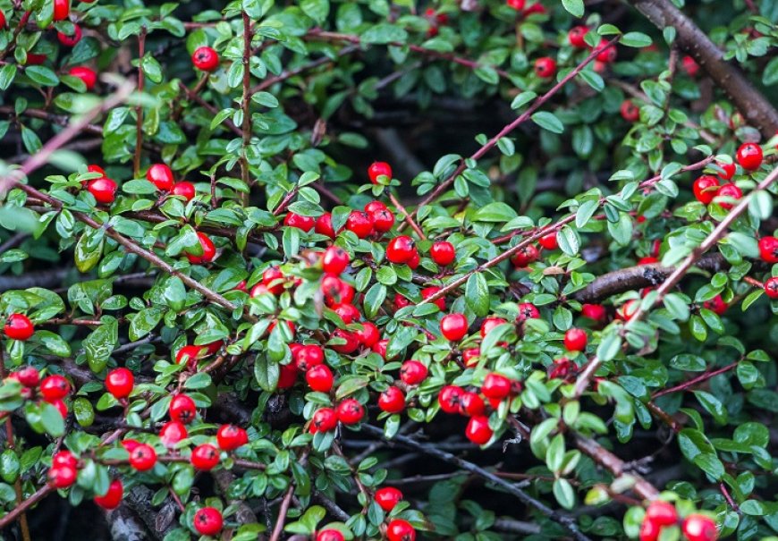 Bearberry Cotoneaster - Cotoneaster dammeri radicans 