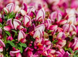 Zanovijet - Cytisus x praecox