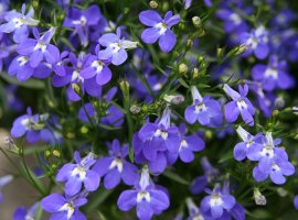 Lobelija - Lobelia erinus