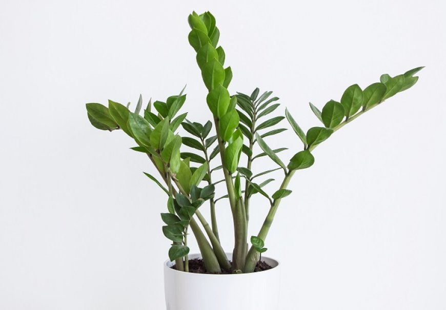  Zanzibar Gem - Zamioculcas zamiifolia