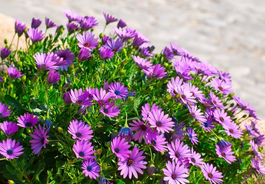 African Daisy - Osteospermum sp.