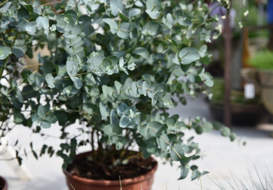 Cider Gum - Eucalyptus gunnii