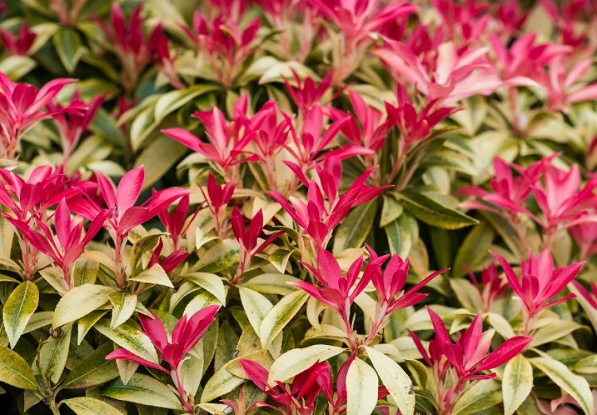 Pieris - Pieris 'Forest Flame'