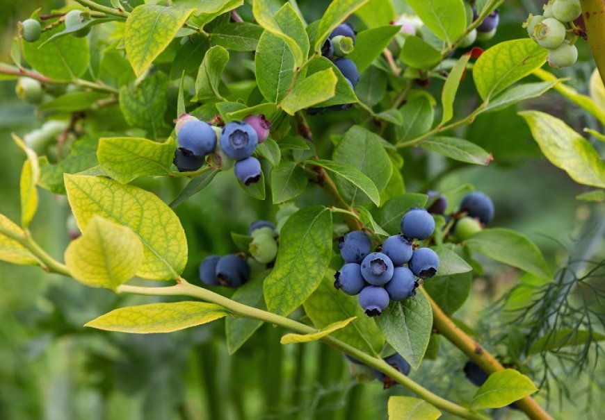 Borovnica - Vaccinum myrtilus