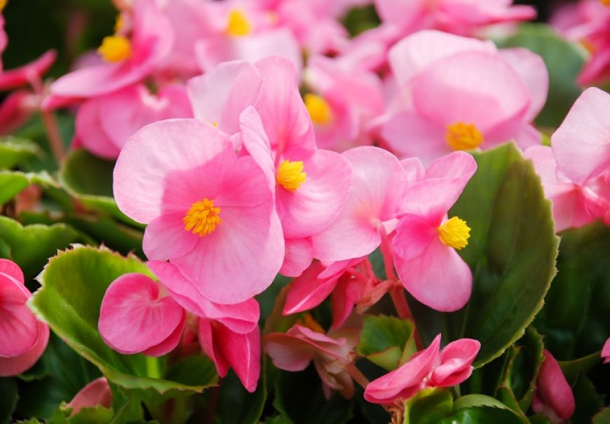 Begonija - Begonia semperflorens