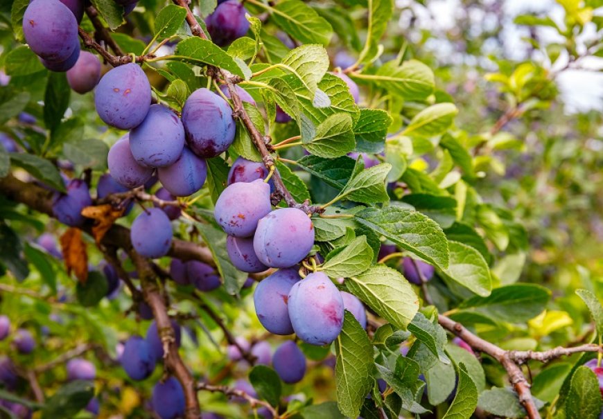 Šljiva - Prunus domestica