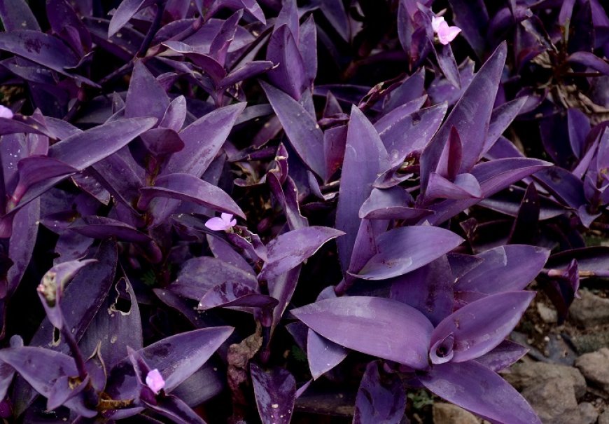 Crvenolisni puzavac - Tradescantia pallida