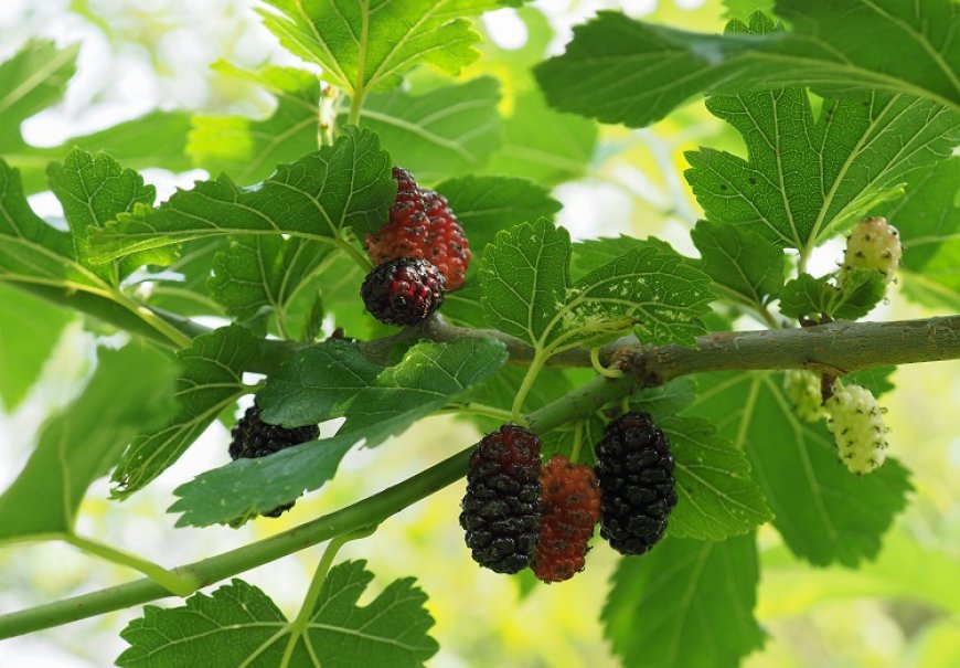 Dud - Morus alba