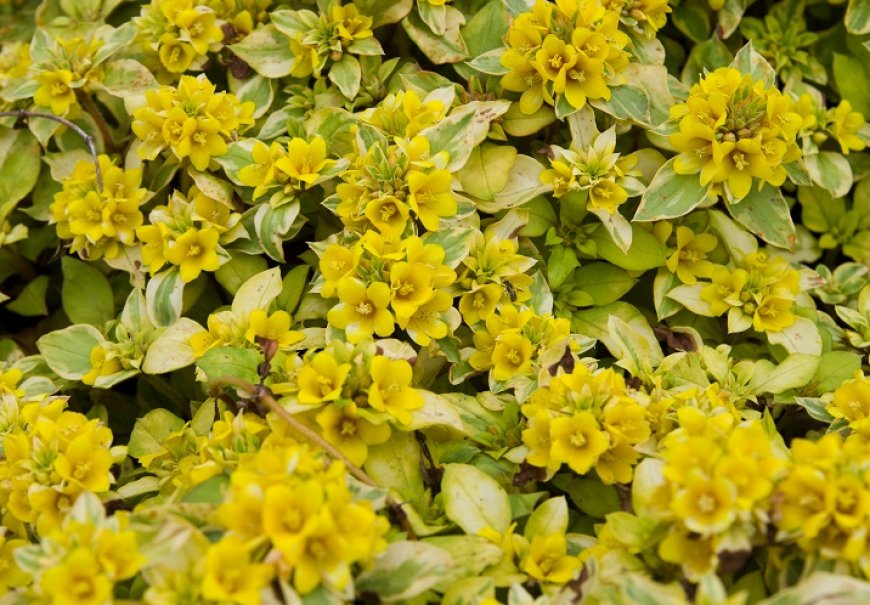 Lismahia - Lysimachia congestiflora
