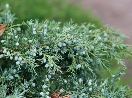Virdžinijska borovica - Juniperus virginiana 'Skyrocket'