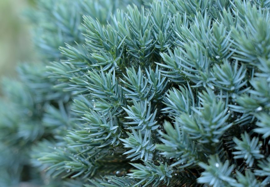 Flaky Juniper - Juniperus squamata 'Blue Star'