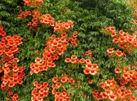 Tekoma - Campsis radicans