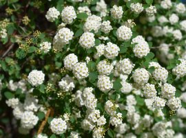 Suručica - Spiraea x vanhouttei