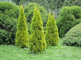 Tuja - Thuja orientalis 'Pyramidalis Aurea'