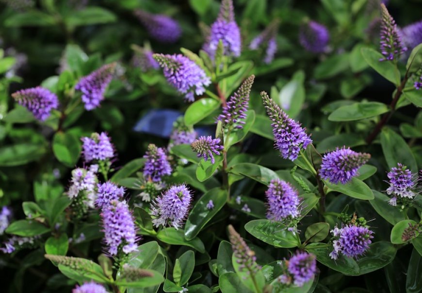 Veronika - Hebe x andersoni