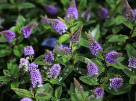 Veronika - Hebe x andersoni