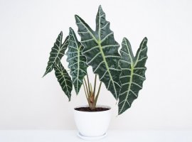Malajska kama - Alocasia sanderiana