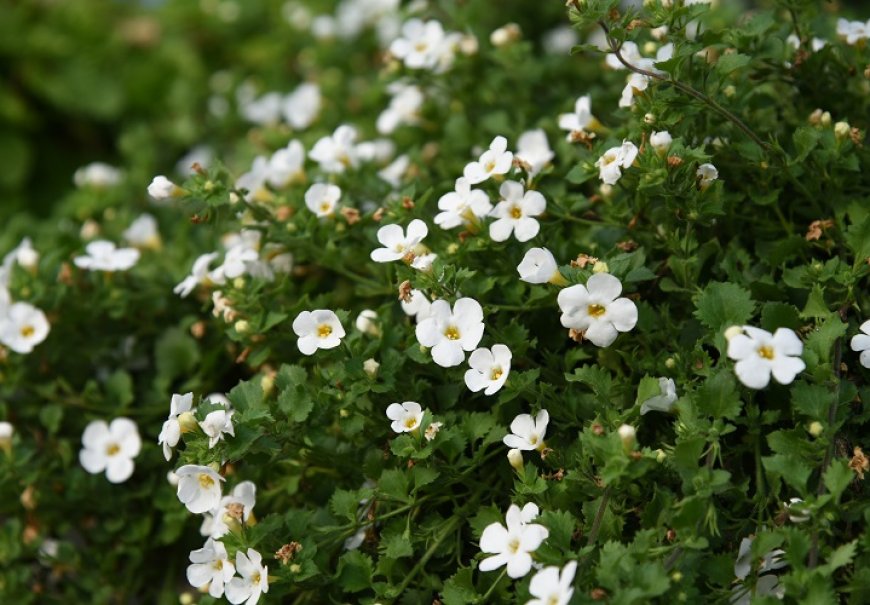 Bacopa - Sutera diffusus