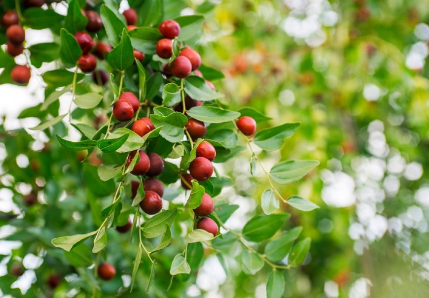 Common jujube - Zizyphus jujuba