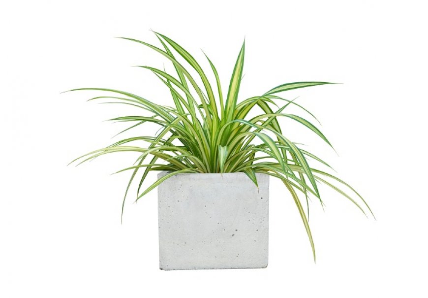 Zeleni ljiljan - Chlorophytum comosum