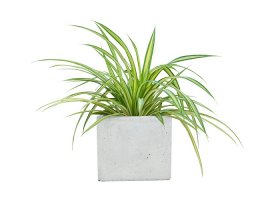 Zeleni ljiljan - Chlorophytum comosum