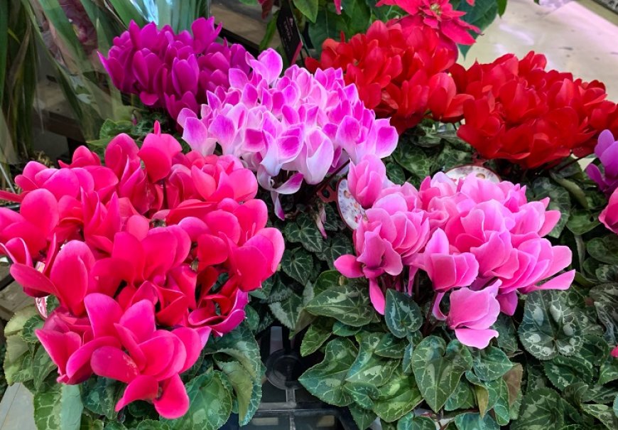 Ciklama - Cyclamen persicum