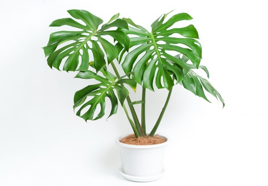 Monstera - Monstera deliciosa