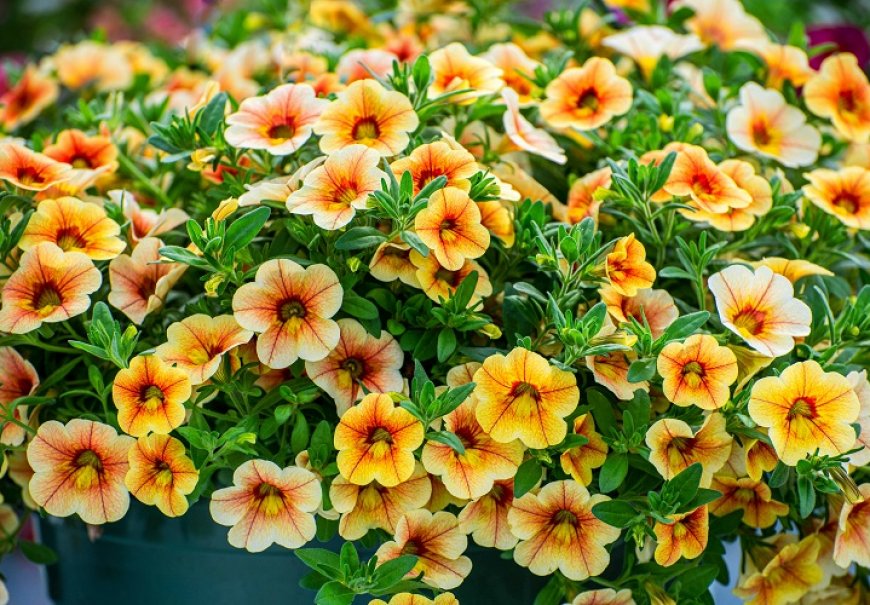 Kalibrahoa - Calibrachoa hibrida