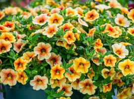 Kalibrahoa - Calibrachoa hibrida