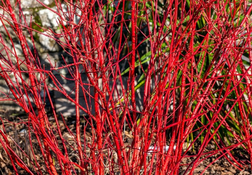 Siberian Dogwood - Cornus alba