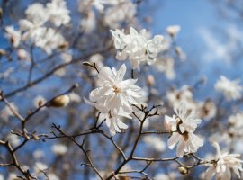 Magnolija zvjezdasta - Magnolia stelata