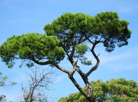 Domaći bor - Pinus pinea