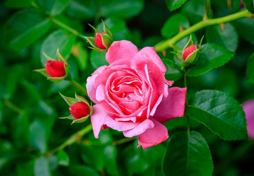 Ruža Floribunda