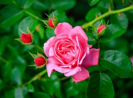 Ruža Floribunda