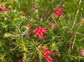 Grevileja - Grevillea rosmarinifolia