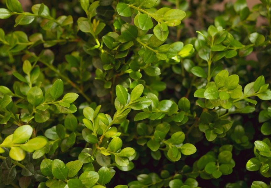 Šimšir - Buxus ' Macrophyla x Rotundifolia'