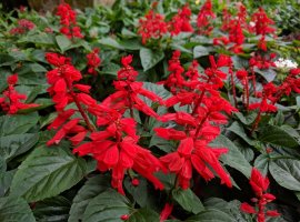 Vatrena kadulja - Salvia splendens