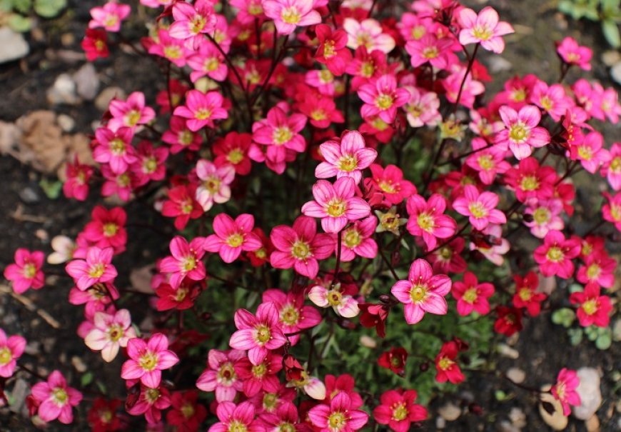Stone-Breakers - Saxifraga sp.