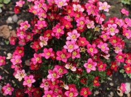 Stone-Breakers - Saxifraga sp.