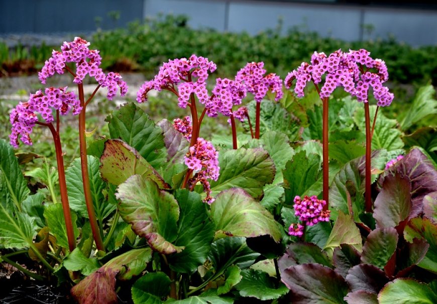 Bergenija srcolisna - Bergenia cordifolia
