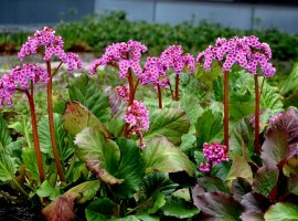 Bergenija srcolisna - Bergenia cordifolia